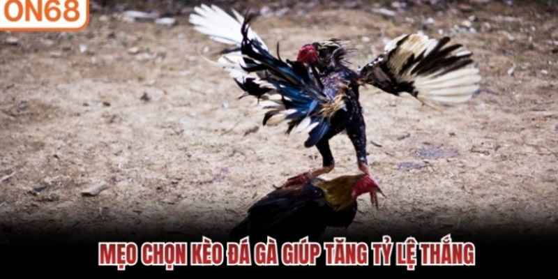 da-ga-on68-phu-hop-voi-nguoi-thich-kich-tinh-2